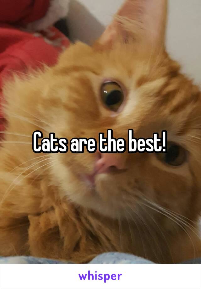 Cats are the best! 