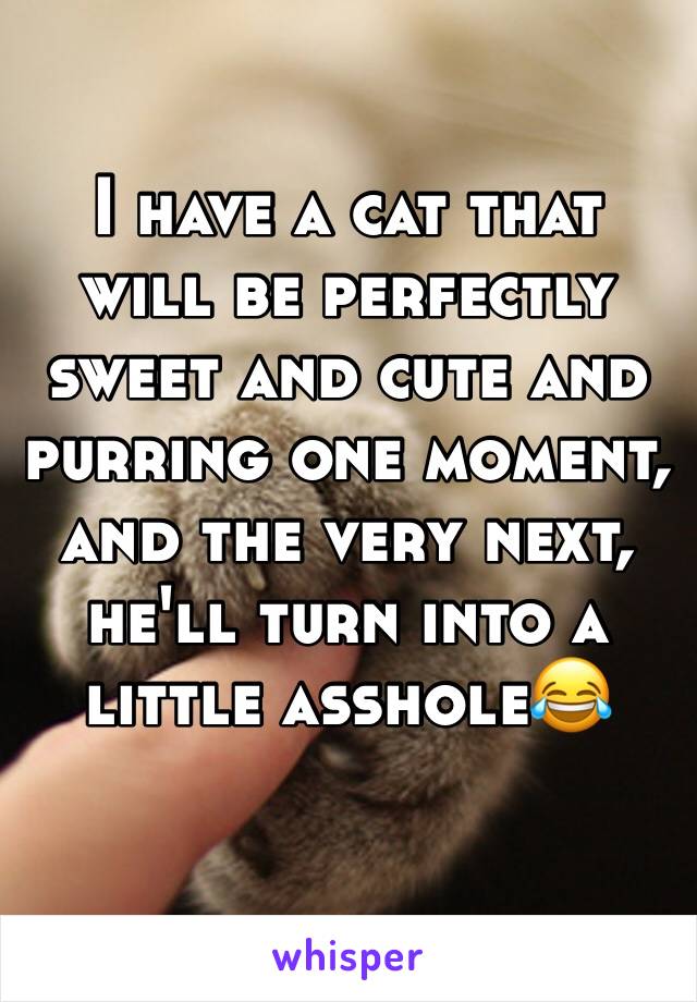 I have a cat that will be perfectly sweet and cute and purring one moment, and the very next, he'll turn into a little asshole😂