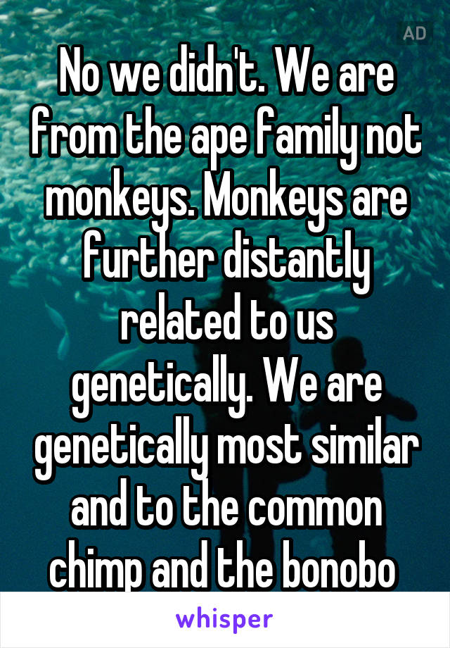 No we didn't. We are from the ape family not monkeys. Monkeys are further distantly related to us genetically. We are genetically most similar and to the common chimp and the bonobo 