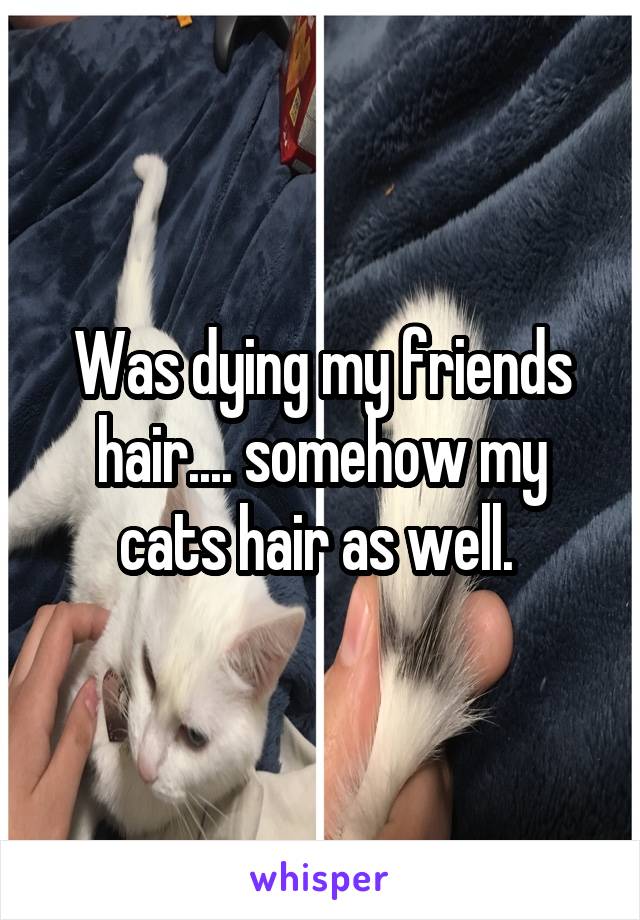 Was dying my friends hair.... somehow my cats hair as well. 