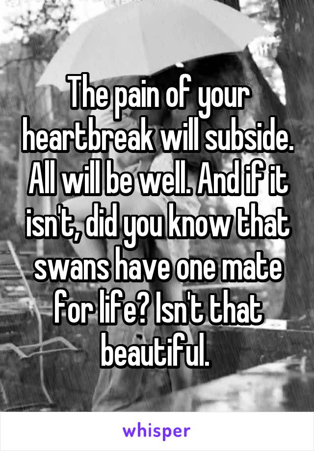 The pain of your heartbreak will subside. All will be well. And if it isn't, did you know that swans have one mate for life? Isn't that beautiful. 