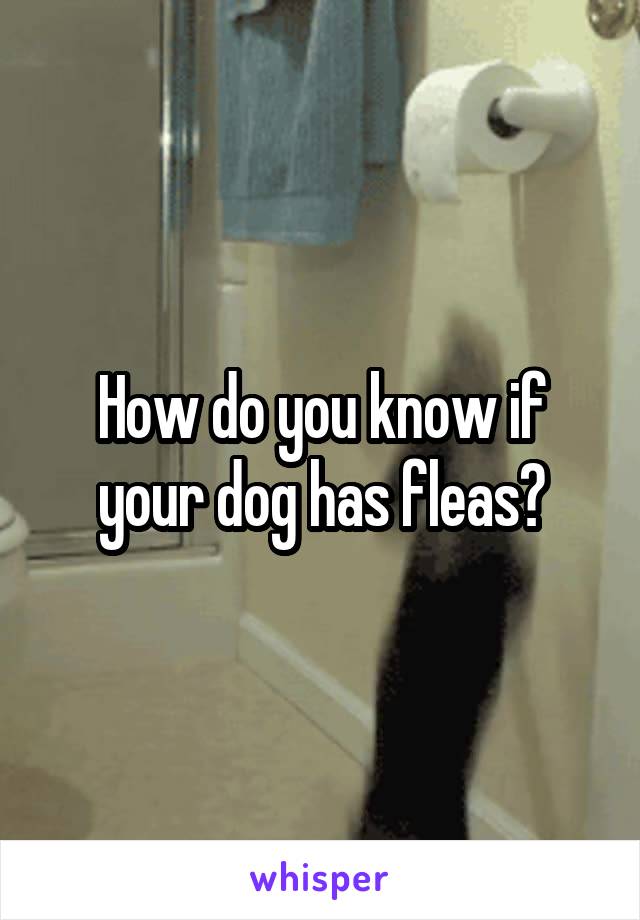 How do you know if your dog has fleas?