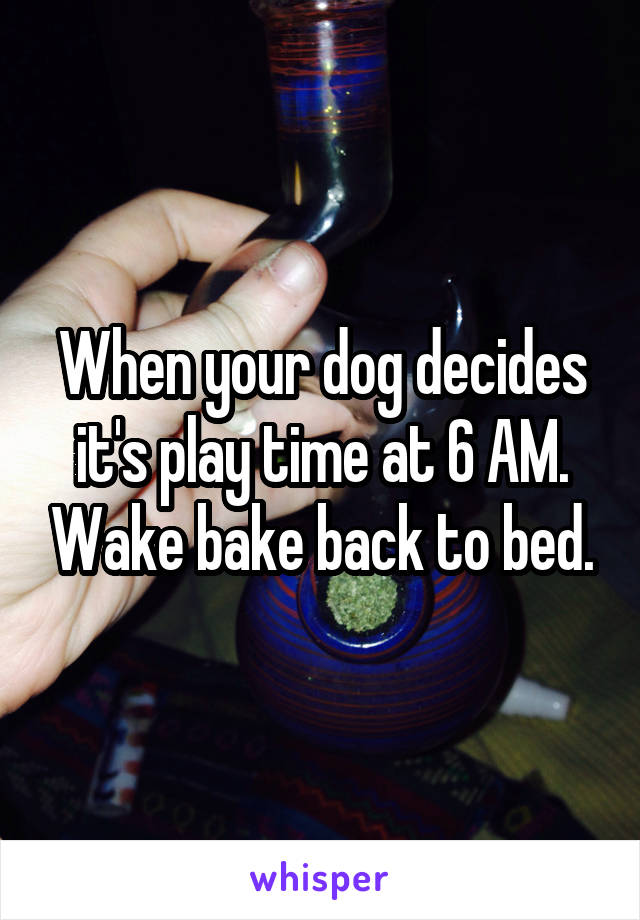 When your dog decides it's play time at 6 AM. Wake bake back to bed.