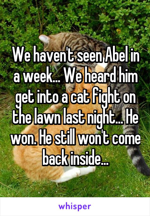 We haven't seen Abel in a week... We heard him get into a cat fight on the lawn last night... He won. He still won't come back inside...