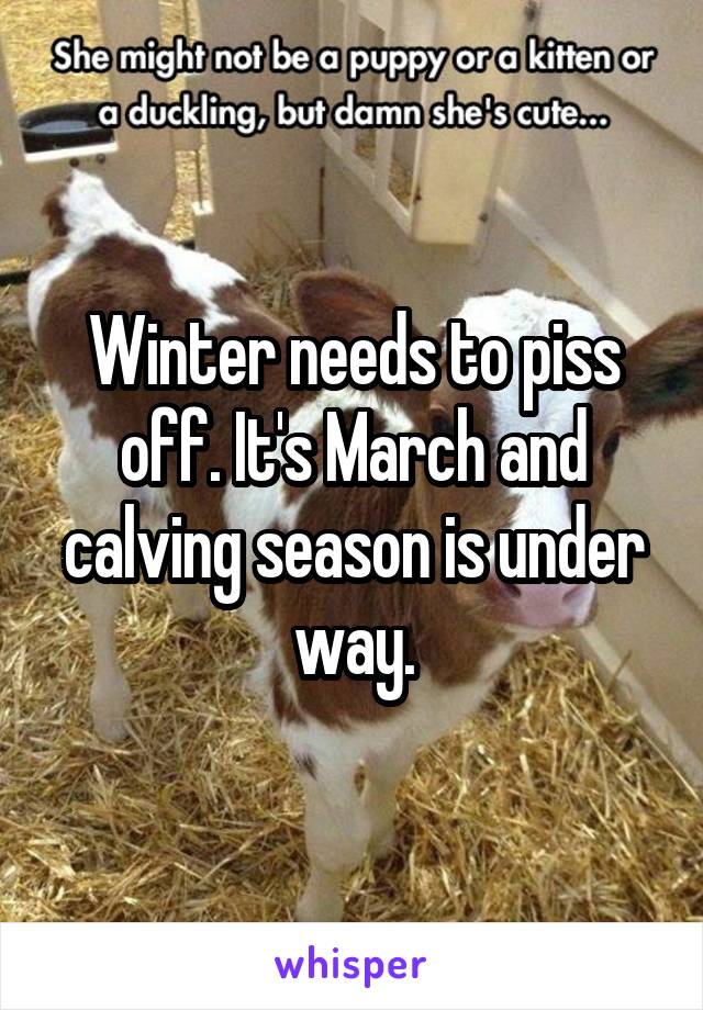 Winter needs to piss off. It's March and calving season is under way.