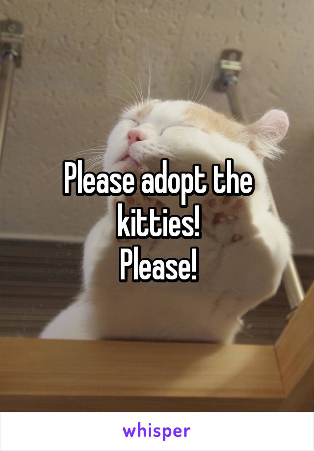 Please adopt the kitties!
Please!