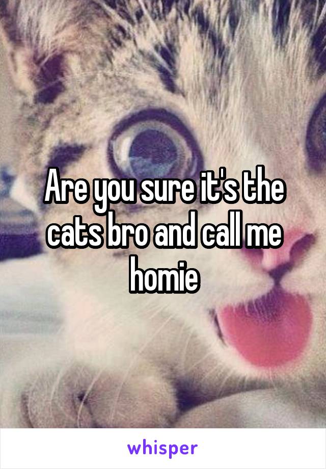 Are you sure it's the cats bro and call me homie