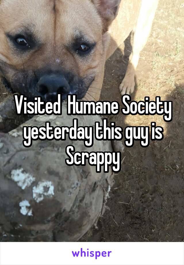 Visited  Humane Society yesterday this guy is Scrappy