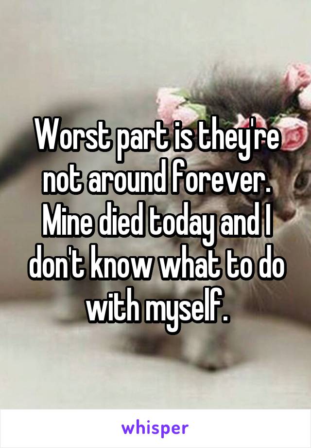 Worst part is they're not around forever. Mine died today and I don't know what to do with myself.