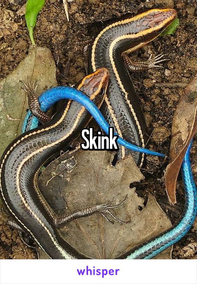 Skink