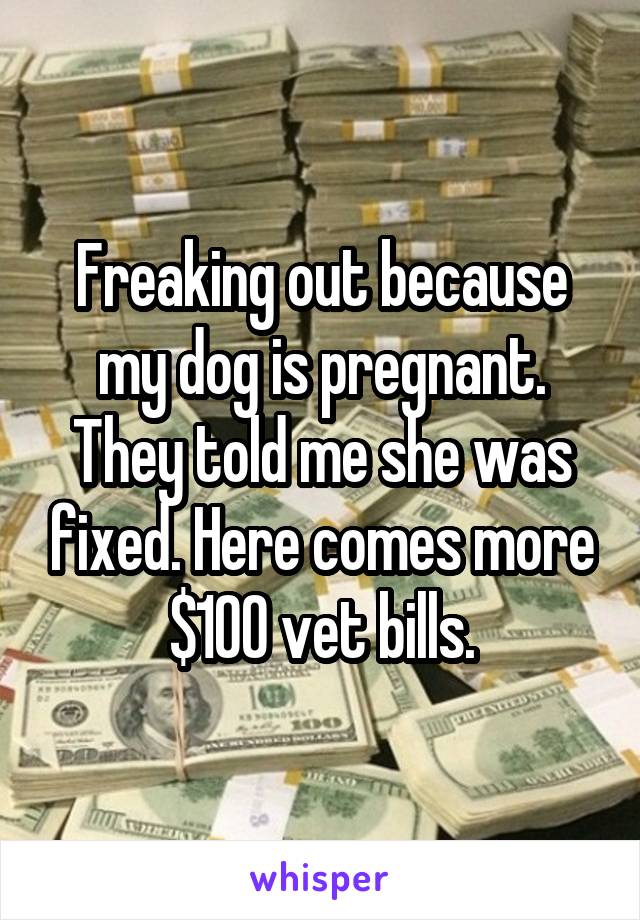 Freaking out because my dog is pregnant. They told me she was fixed. Here comes more $100 vet bills.