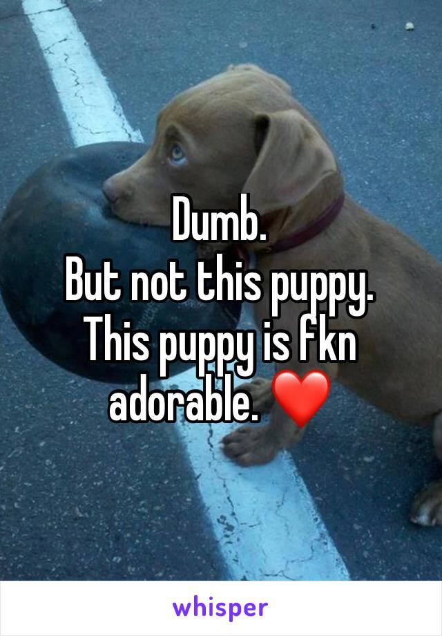 Dumb. 
But not this puppy. 
This puppy is fkn adorable. ❤️