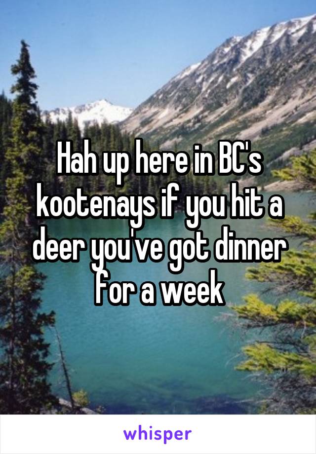 Hah up here in BC's kootenays if you hit a deer you've got dinner for a week