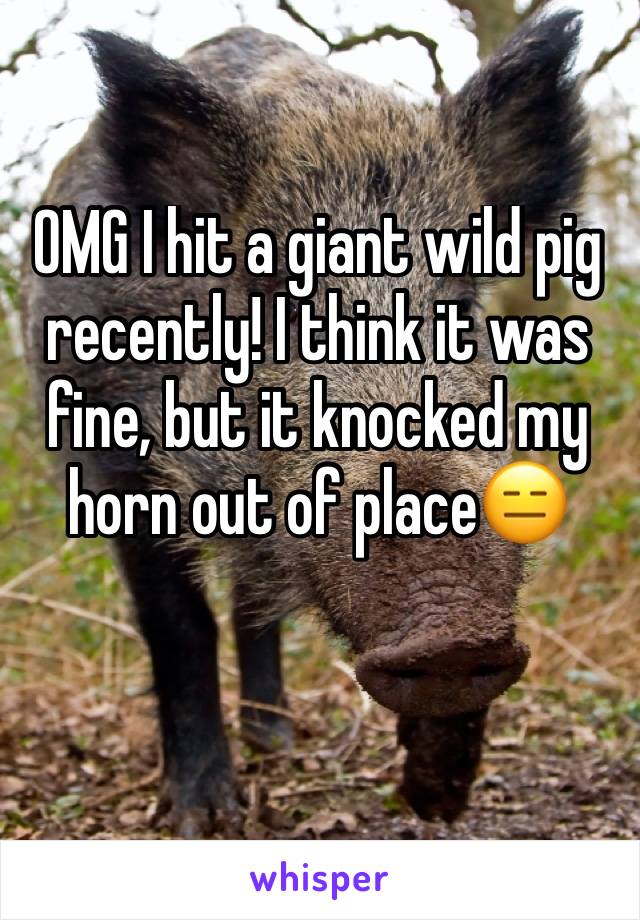 OMG I hit a giant wild pig recently! I think it was fine, but it knocked my horn out of place😑