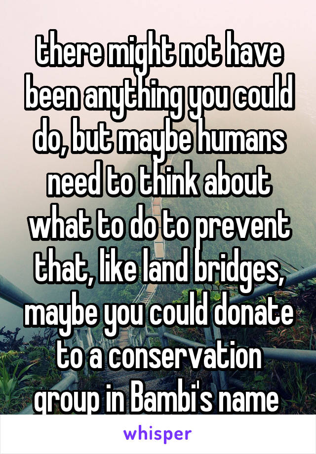 there might not have been anything you could do, but maybe humans need to think about what to do to prevent that, like land bridges, maybe you could donate to a conservation group in Bambi's name 