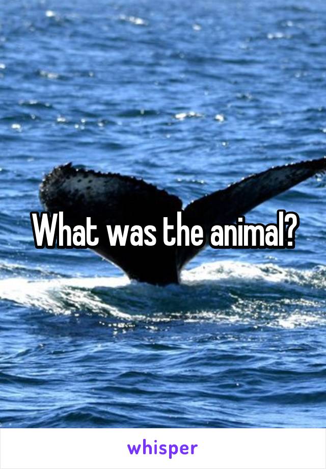 What was the animal?