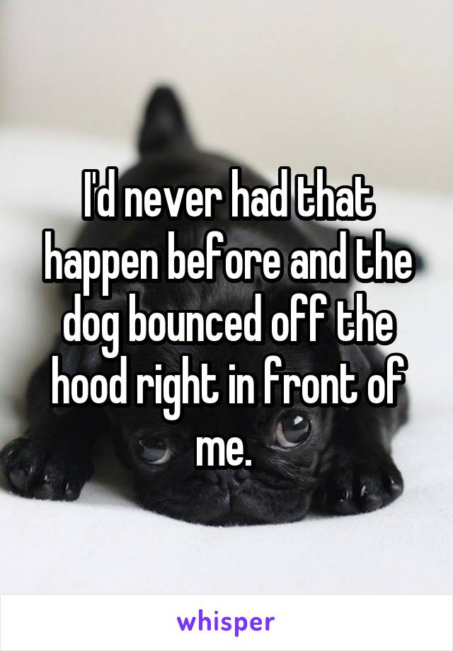 I'd never had that happen before and the dog bounced off the hood right in front of me. 
