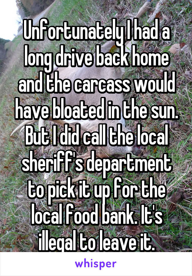 Unfortunately I had a long drive back home and the carcass would have bloated in the sun. But I did call the local sheriff's department to pick it up for the local food bank. It's illegal to leave it.