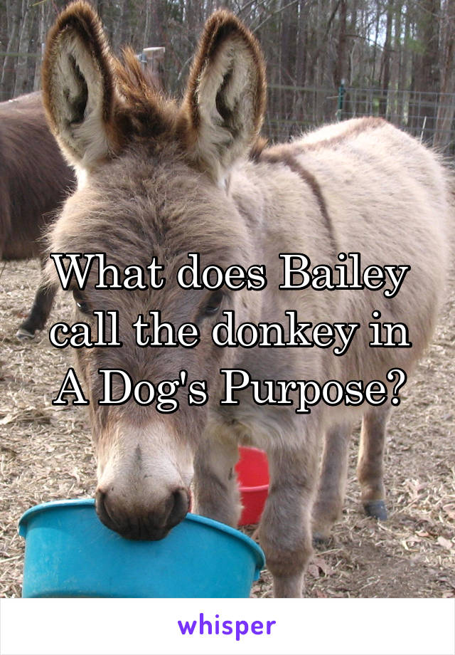 What does Bailey call the donkey in A Dog's Purpose?