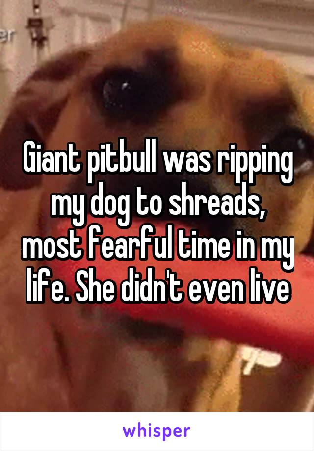 Giant pitbull was ripping my dog to shreads, most fearful time in my life. She didn't even live