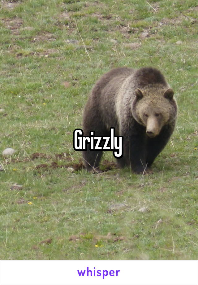 Grizzly 