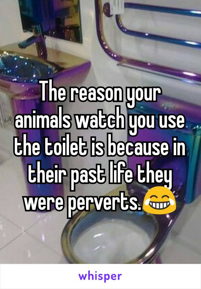 The reason your animals watch you use the toilet is because in their past life they were perverts.😂