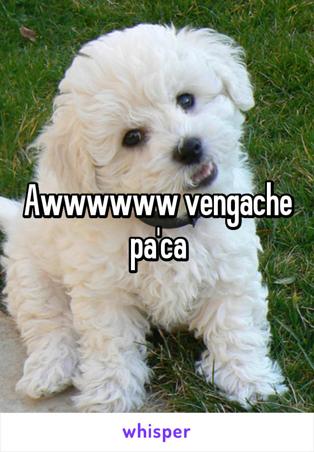 Awwwwww vengache pa'ca