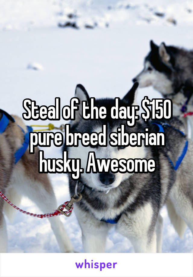 Steal of the day: $150 pure breed siberian husky. Awesome