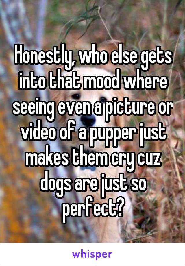 Honestly, who else gets into that mood where seeing even a picture or video of a pupper just makes them cry cuz dogs are just so perfect?