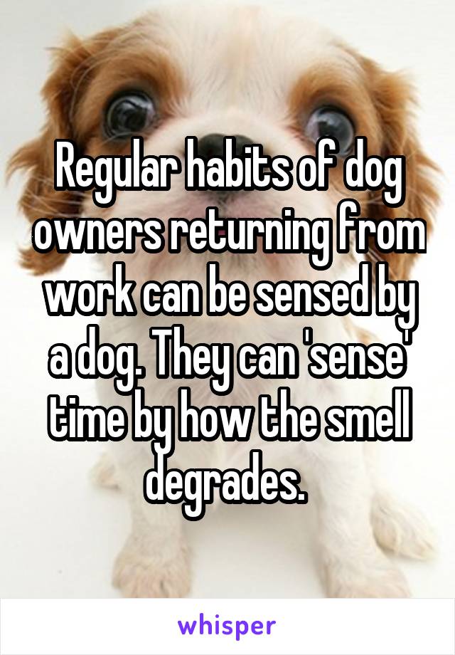 Regular habits of dog owners returning from work can be sensed by a dog. They can 'sense' time by how the smell degrades. 