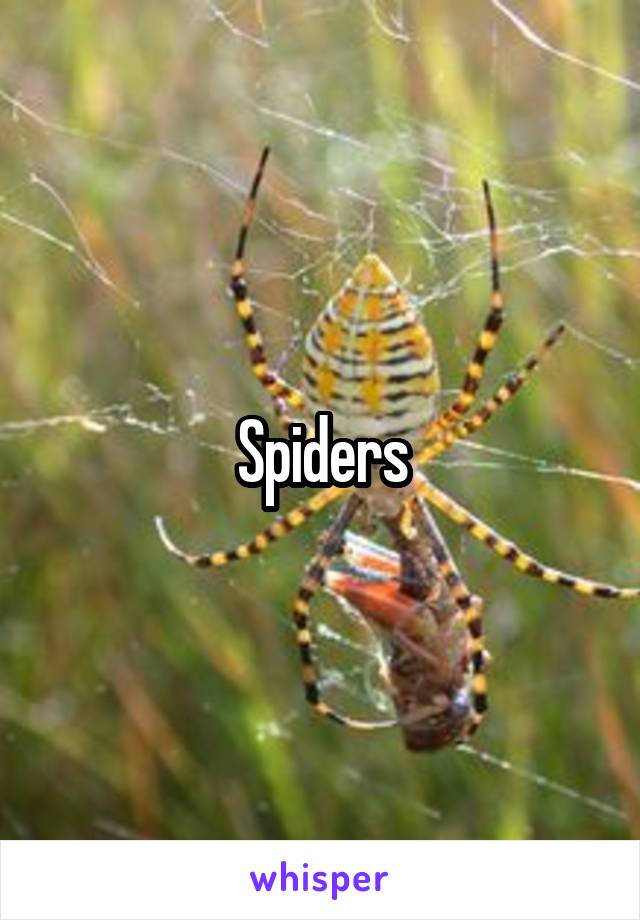 Spiders