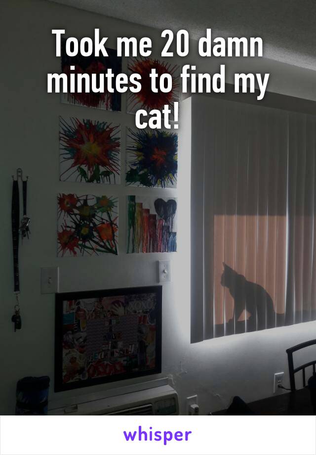 Took me 20 damn minutes to find my cat!







