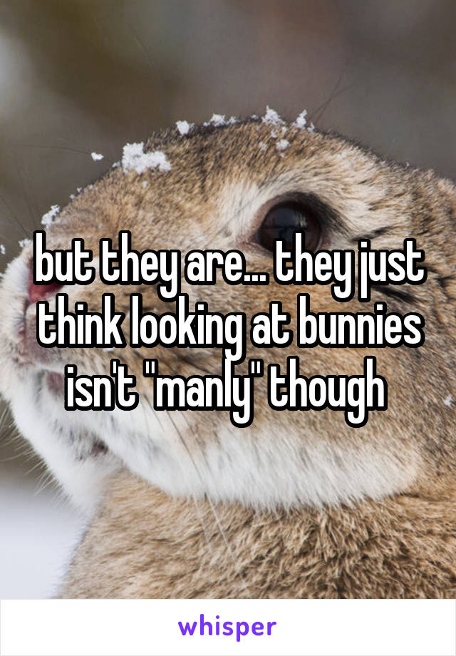 but they are... they just think looking at bunnies isn't "manly" though 