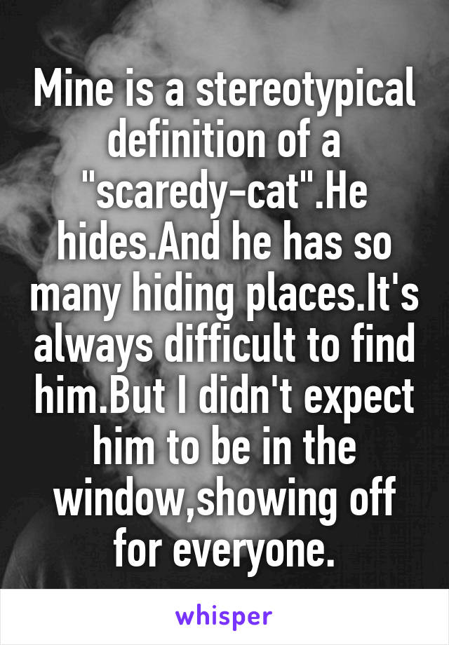 Mine is a stereotypical definition of a "scaredy-cat".He hides.And he has so many hiding places.It's always difficult to find him.But I didn't expect him to be in the window,showing off for everyone.