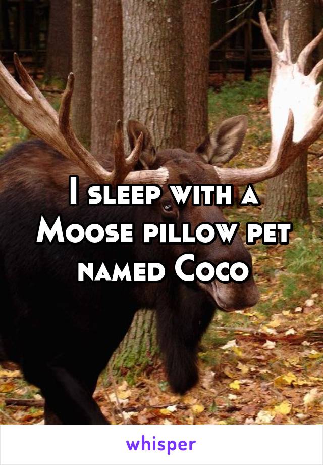 I sleep with a Moose pillow pet named Coco