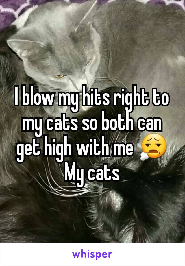 I blow my hits right to my cats so both can get high with me 😧
My cats