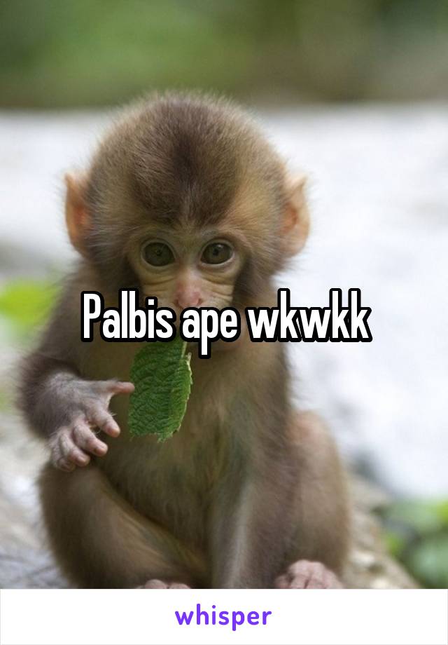 Palbis ape wkwkk