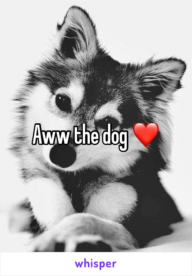 Aww the dog ❤️