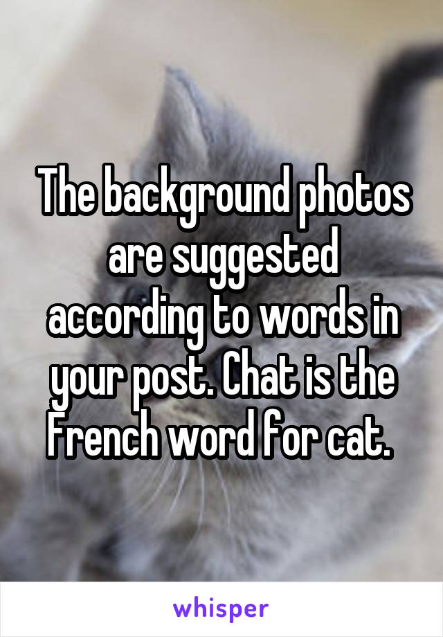 The background photos are suggested according to words in your post. Chat is the French word for cat. 