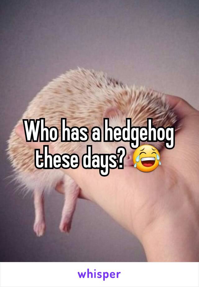 Who has a hedgehog these days? 😂