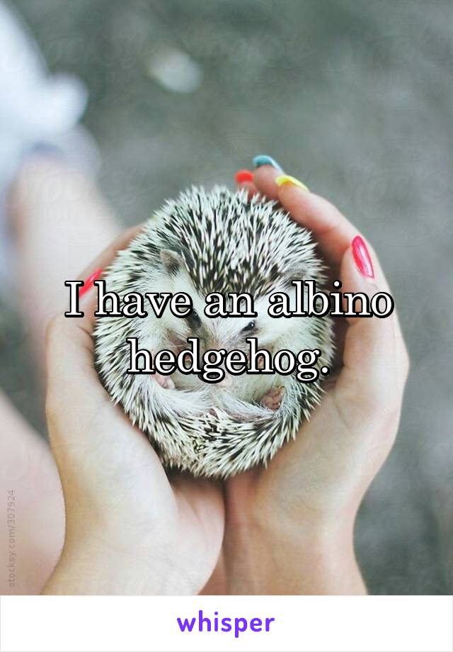 I have an albino hedgehog.