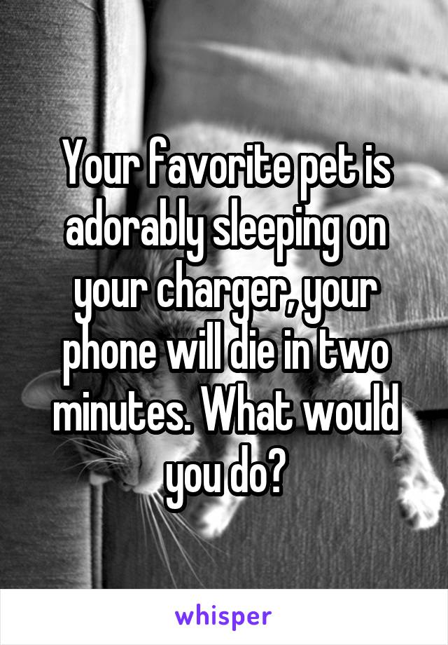 Your favorite pet is adorably sleeping on your charger, your phone will die in two minutes. What would you do?