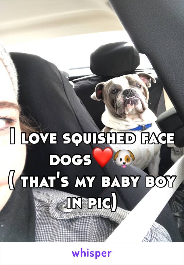 I love squished face dogs❤🐶
( that's my baby boy in pic)