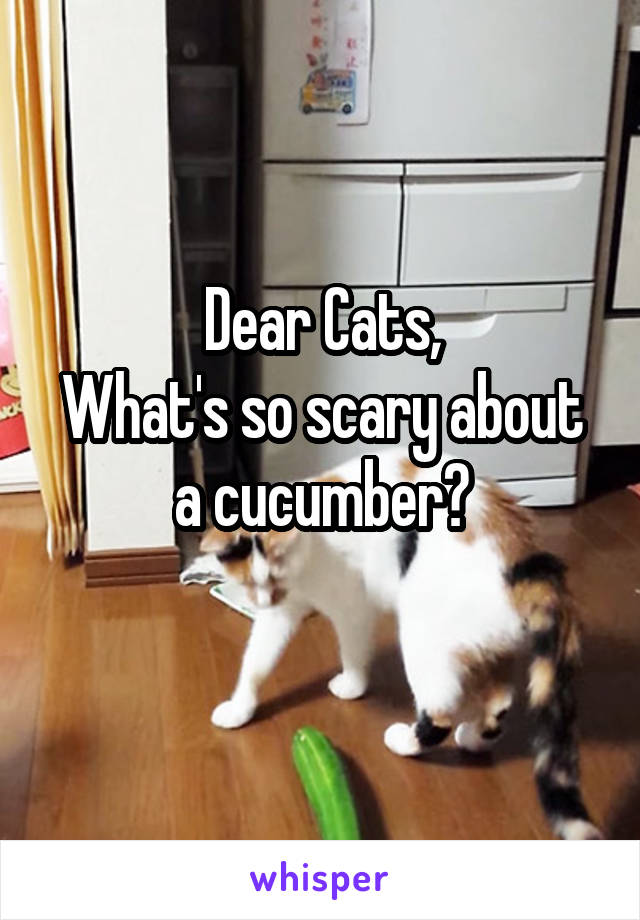 Dear Cats,
What's so scary about a cucumber?
