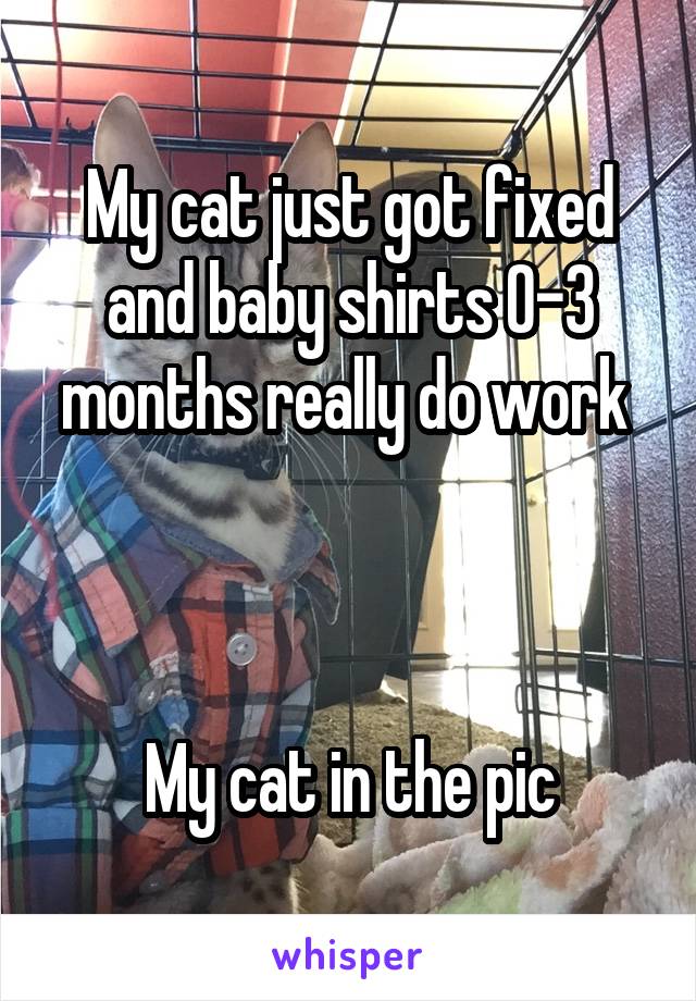 My cat just got fixed and baby shirts 0-3 months really do work 



My cat in the pic