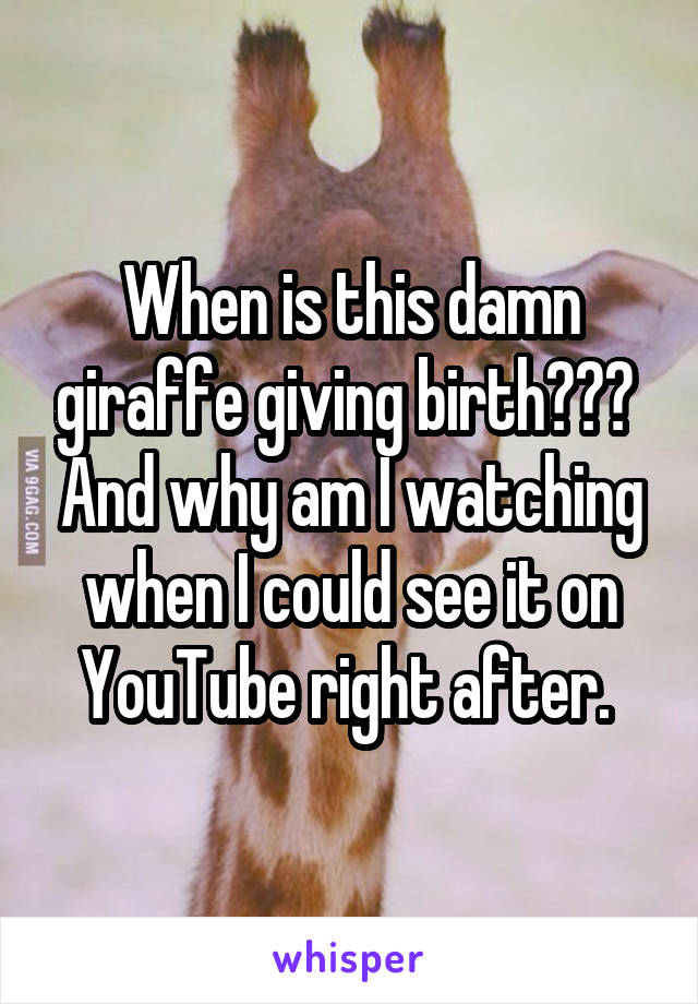 When is this damn giraffe giving birth???  And why am I watching when I could see it on YouTube right after. 