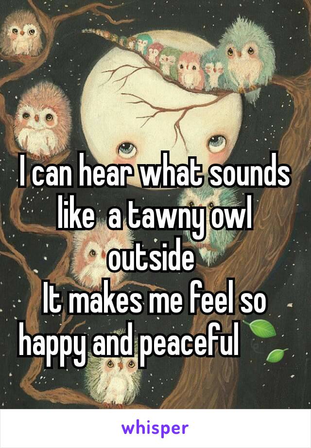 I can hear what sounds like  a tawny owl outside 
It makes me feel so happy and peaceful🍃