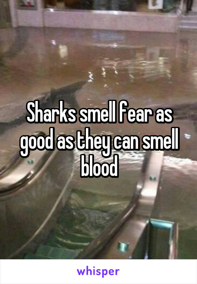 Sharks smell fear as good as they can smell blood