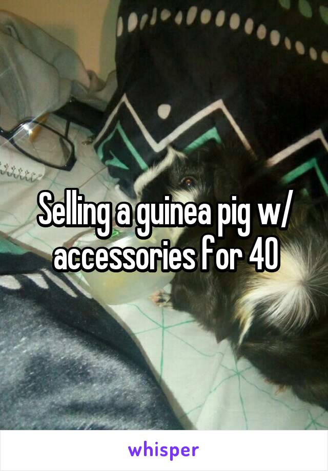 Selling a guinea pig w/ accessories for 40