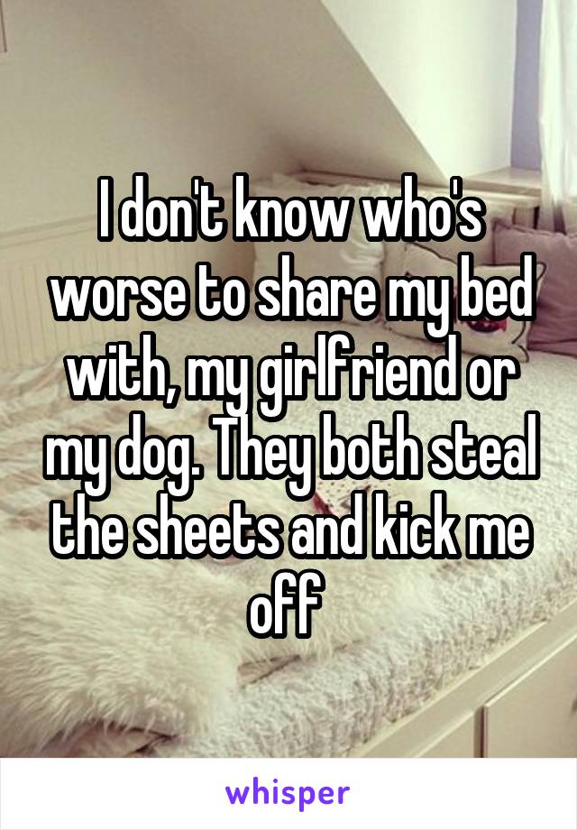 I don't know who's worse to share my bed with, my girlfriend or my dog. They both steal the sheets and kick me off 